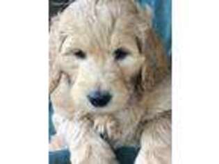 Goldendoodle Puppy for sale in Montello, WI, USA