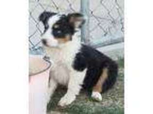 Miniature Australian Shepherd Puppy for sale in Los Angeles, CA, USA