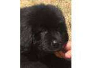 Newfoundland Puppy for sale in Antelope, OR, USA