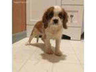 Cavalier King Charles Spaniel Puppy for sale in Cynthiana, KY, USA