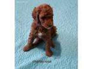 Mutt Puppy for sale in Foley, AL, USA