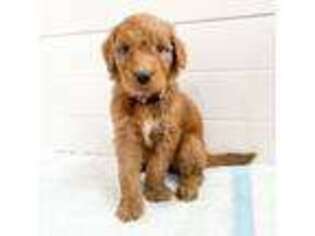 Goldendoodle Puppy for sale in Royse City, TX, USA