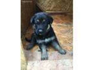 German Shepherd Dog Puppy for sale in Raleigh, NC, USA