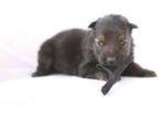 German Shepherd Dog Puppy for sale in Drummonds, TN, USA