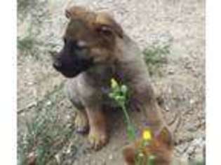 German Shepherd Dog Puppy for sale in LITTLE FALLS, MN, USA