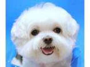 Maltese Puppy for sale in Milwaukee, WI, USA