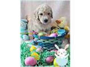 Goldendoodle Puppy for sale in Loogootee, IN, USA