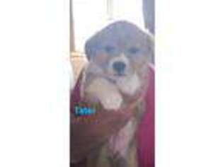 Pembroke Welsh Corgi Puppy for sale in Corydon, IA, USA