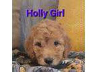Goldendoodle Puppy for sale in Overton, NV, USA