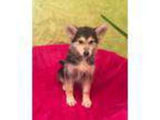 German Shepherd Dog Puppy for sale in Clymer, PA, USA