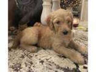 Goldendoodle Puppy for sale in Yorktown, VA, USA