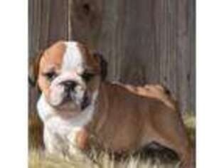 Bulldog Puppy for sale in Ash Flat, AR, USA