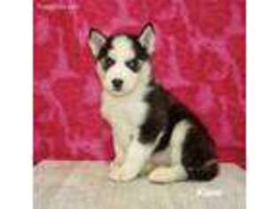 Siberian Husky Puppy for sale in Rocky Comfort, MO, USA