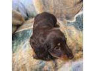Dachshund Puppy for sale in Greensburg, PA, USA