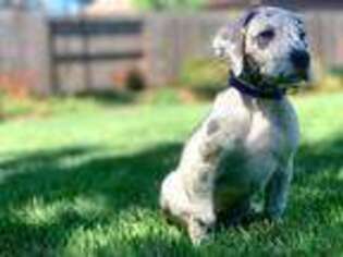 Great Dane Puppy for sale in Ione, CA, USA