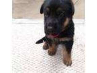 German Shepherd Dog Puppy for sale in Uniontown, OH, USA