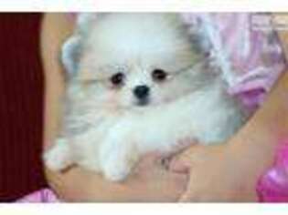 Pomeranian Puppy for sale in Lawrence, KS, USA