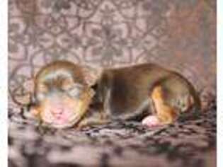 Yorkshire Terrier Puppy for sale in Dewey, AZ, USA