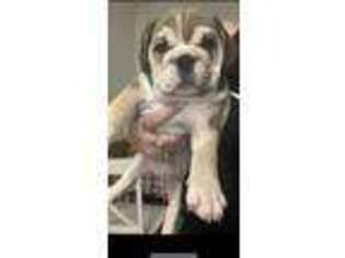 Bulldog Puppy for sale in Rowlett, TX, USA