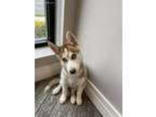 Siberian Husky Puppy for sale in Clinton, MD, USA