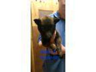 Belgian Malinois Puppy for sale in Jamestown, NC, USA