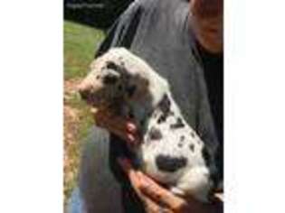 Great Dane Puppy for sale in Mcdonough, GA, USA