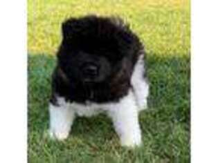 Akita Puppy for sale in Granville, OH, USA