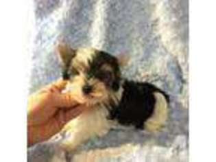 Yorkshire Terrier Puppy for sale in BIG COVE TANNERY, PA, USA
