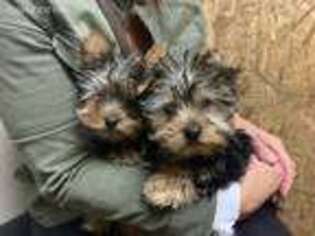 Yorkshire Terrier Puppy for sale in Pendleton, IN, USA