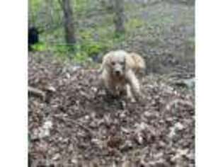 Goldendoodle Puppy for sale in Highlands, NC, USA