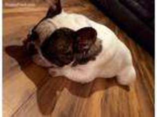 French Bulldog Puppy for sale in Hubbard, OH, USA