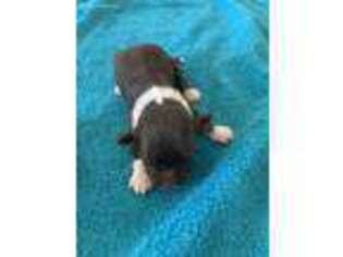 Havanese Puppy for sale in Blanchard, OK, USA
