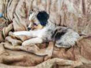Miniature Australian Shepherd Puppy for sale in Springtown, TX, USA