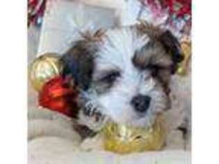 Havanese Puppy for sale in Post Falls, ID, USA