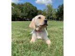 Labrador Retriever Puppy for sale in Plant City, FL, USA