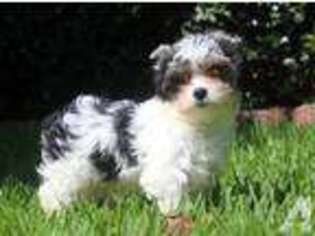 Yorkshire Terrier Puppy for sale in TYLER, TX, USA