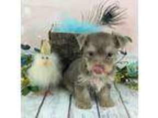 Yorkshire Terrier Puppy for sale in Bishopville, SC, USA