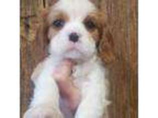 Cavalier King Charles Spaniel Puppy for sale in Caledonia, MI, USA