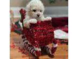 Bichon Frise Puppy for sale in Lumberton, NC, USA