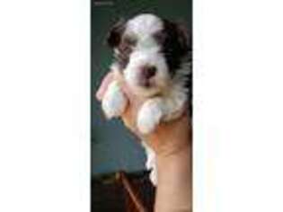 Havanese Puppy for sale in Statesville, NC, USA