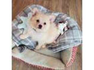 Pomeranian Puppy for sale in Canton, TX, USA
