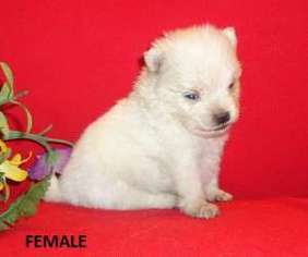Pomeranian Puppy for sale in Willow Spring, NC, USA