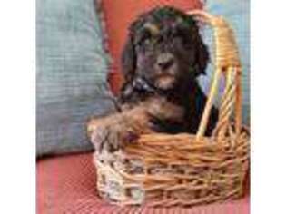 Labradoodle Puppy for sale in Broad Brook, CT, USA