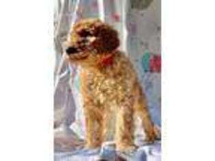 Labradoodle Puppy for sale in Lodi, CA, USA
