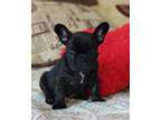 French Bulldog Puppy for sale in Rockville, MD, USA