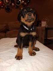 Rottweiler Puppy for sale in Cypress, TX, USA