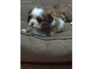 Cavalier King Charles Spaniel Puppy for sale in Canterbury, NH, USA
