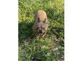 French Bulldog Puppy for sale in Clinton, MO, USA
