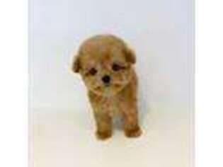 Mutt Puppy for sale in Pueblo, CO, USA