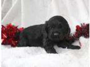 Cocker Spaniel Puppy for sale in Seymour, IA, USA